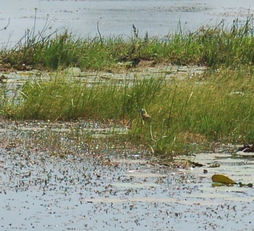 African Jacana