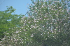 Chilopsis linearis