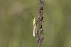 Mecostethus parapleurus