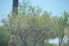 Chilopsis linearis