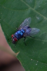 Diptera
