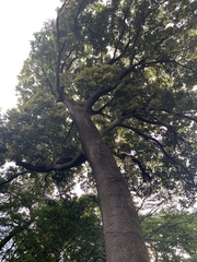 Quercus myrsinifolia