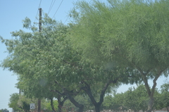 Prosopis juliflora