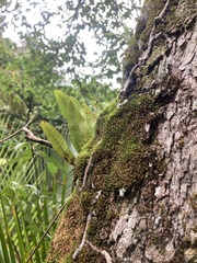 Bryophyta