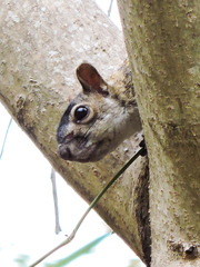 Sciurus colliaei