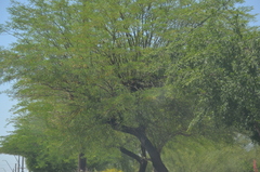 Prosopis juliflora