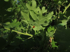 Cryptocephalus cordiger