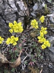 Draba ruaxes