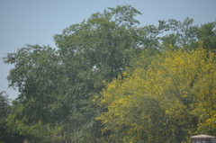 Parkinsonia florida