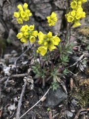 Draba ruaxes