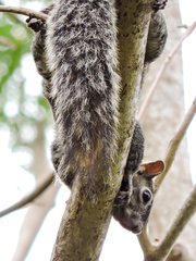 Sciurus colliaei