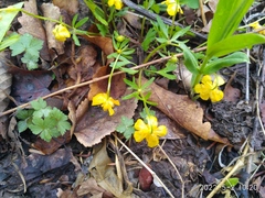 Ranunculus franchetii