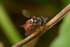 Diptera