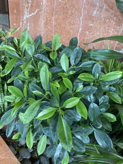 Heptapleurum arboricola