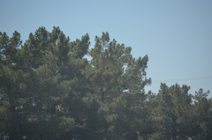 Pinus