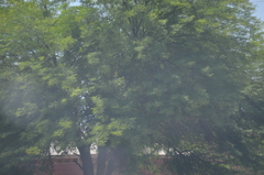 Prosopis juliflora
