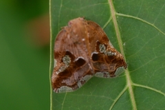 Pterygota