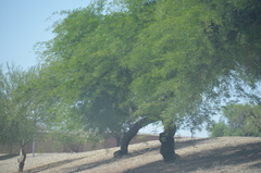 Prosopis juliflora