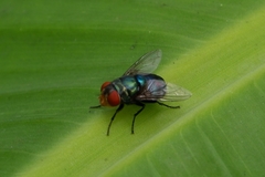 Diptera