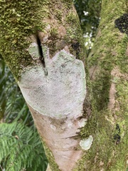 Fungi