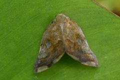 Pterygota