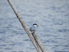 Sterna hirundo