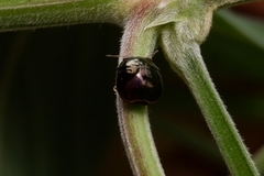 Insecta
