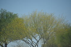Parkinsonia