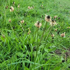 Plantago lanceolata