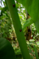 Coleoptera