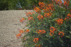 Caesalpinia