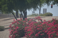 Nerium oleander