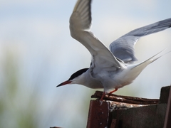 Sterna hirundo