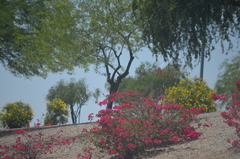 Nerium oleander