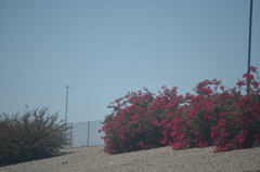 Nerium oleander