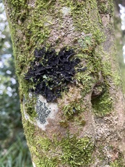 Fungi