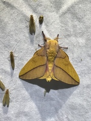 Syssphinx bisecta