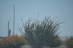 Fouquieria splendens
