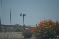 Caesalpinia