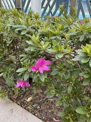 Rhododendron pulchrum phoeniceum