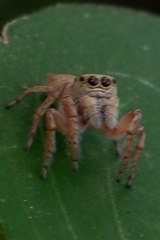 Salticidae