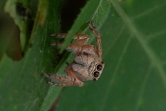 Salticidae