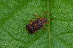 Coleoptera