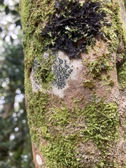 Fungi