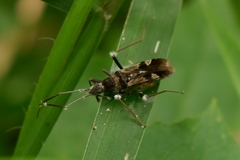 Insecta