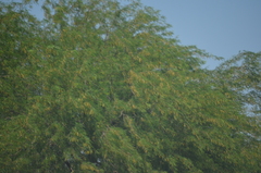Prosopis juliflora