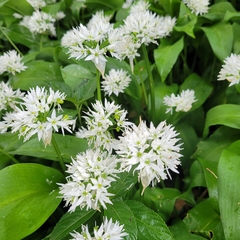 Allium ursinum