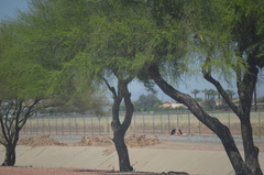 Prosopis
