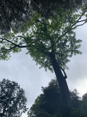 Zanthoxylum ailanthoides