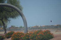 Caesalpinia